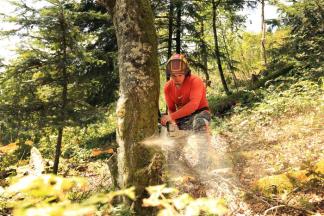 Motormanuelle Holzernte