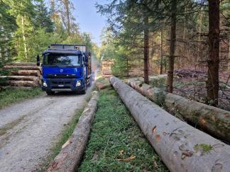 LKW führt Rundholz zur Sägerei