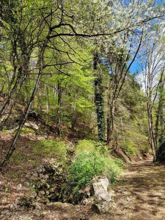 Frühling im Twannwald mit Kirschbäumen, Linden, Eichen und vielem mehr...