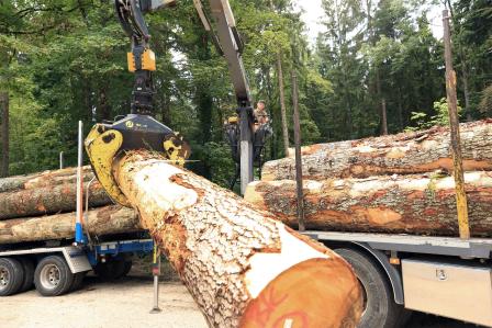 LKW-Kran beim Rundholz Aufladen