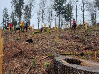 Pflanztag mit Burgergemeinde, die Fichten Altbäume waren von Rotfäule befallen