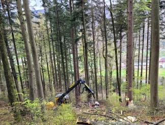 Kombinierte Durchforstung mit Vollernter und Forstwart